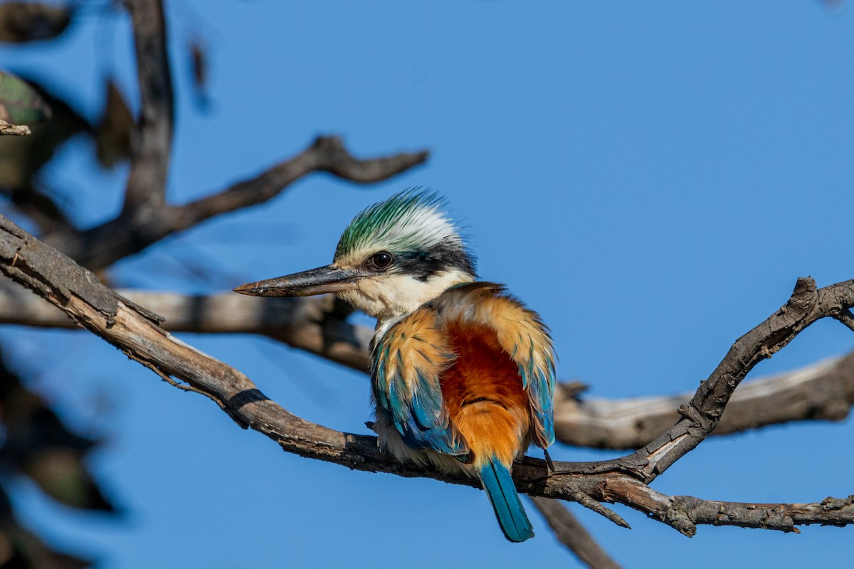 Red-backed Kingfisher - ML369613181