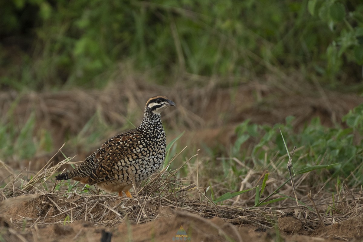 Chinese Francolin - ML369617531