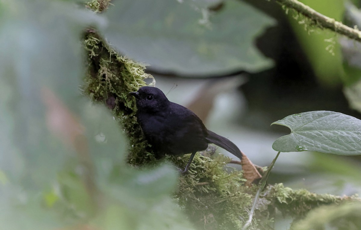 Long-tailed Tapaculo - ML369624041