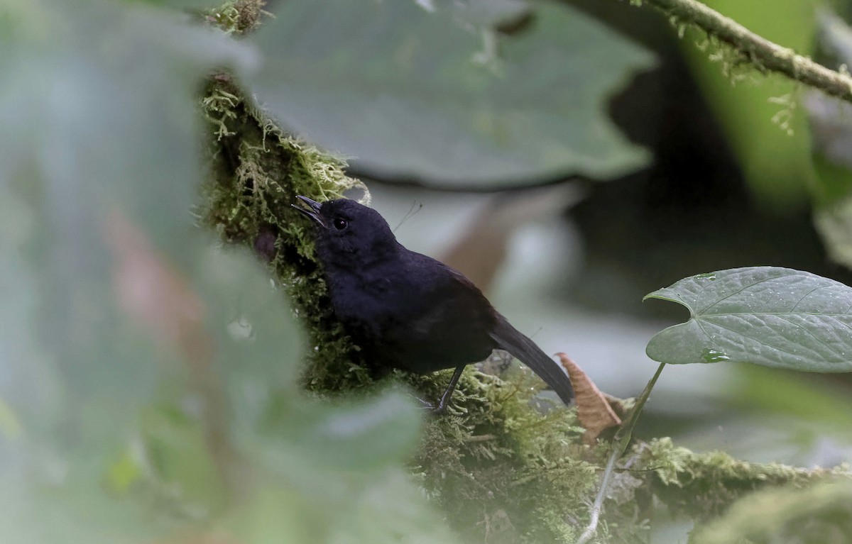Long-tailed Tapaculo - ML369624051