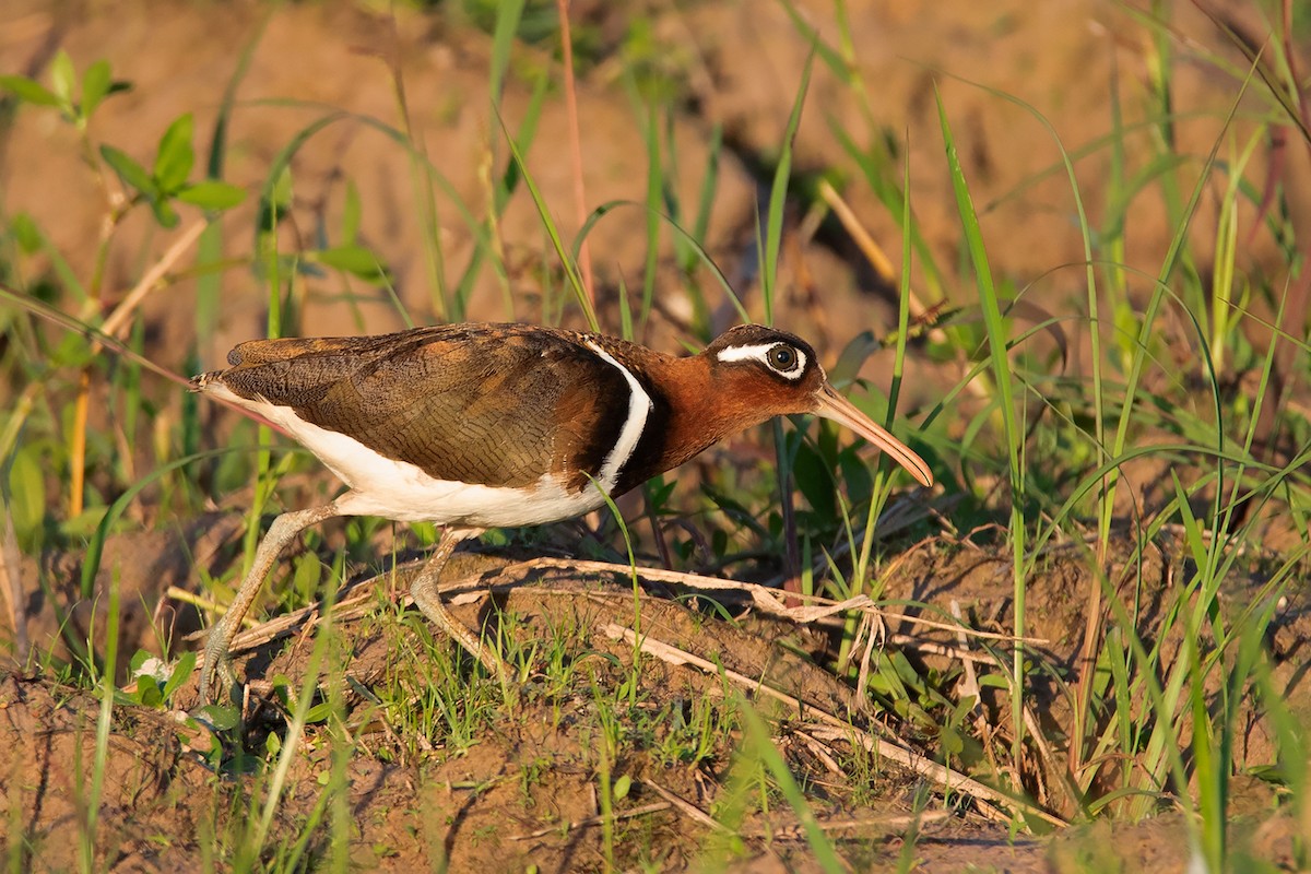 Greater Painted-Snipe - ML369625921