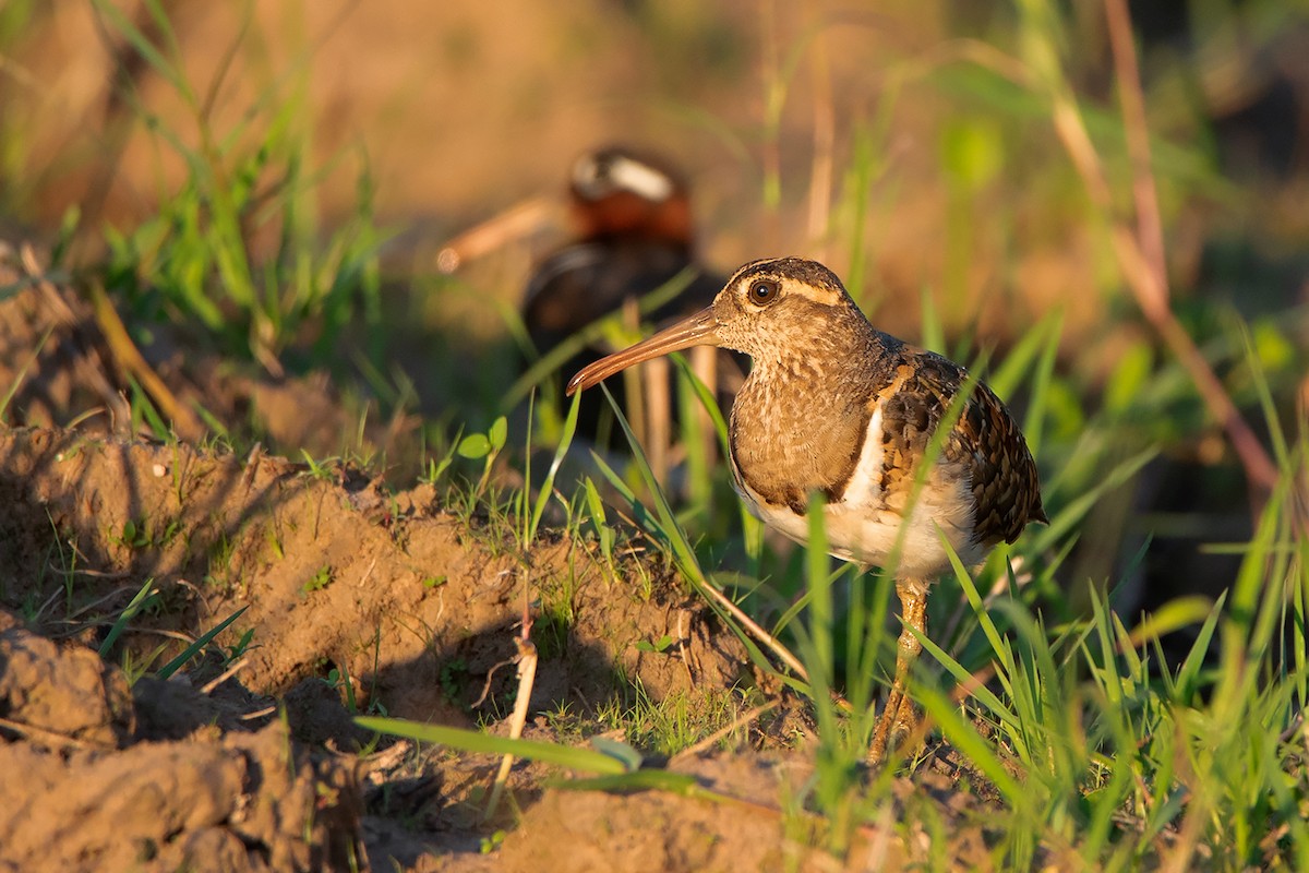 Greater Painted-Snipe - ML369625931