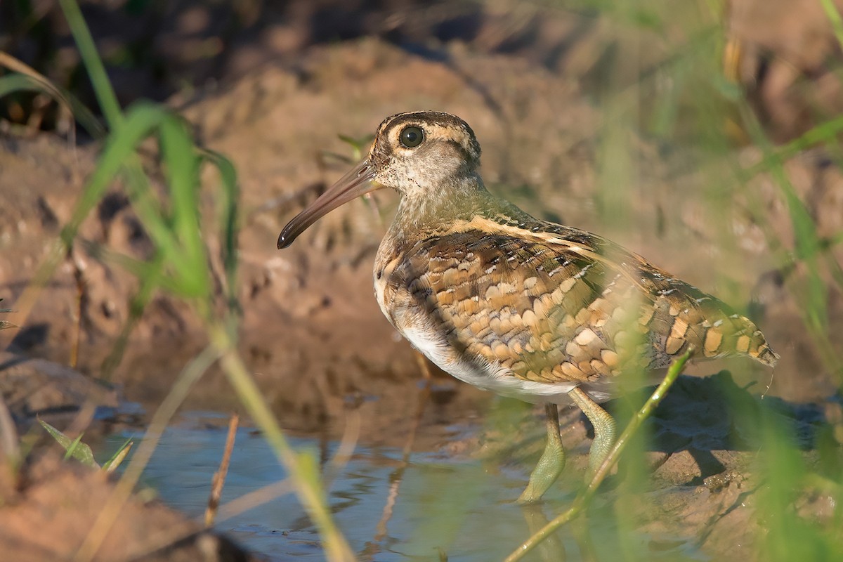 Greater Painted-Snipe - ML369625971
