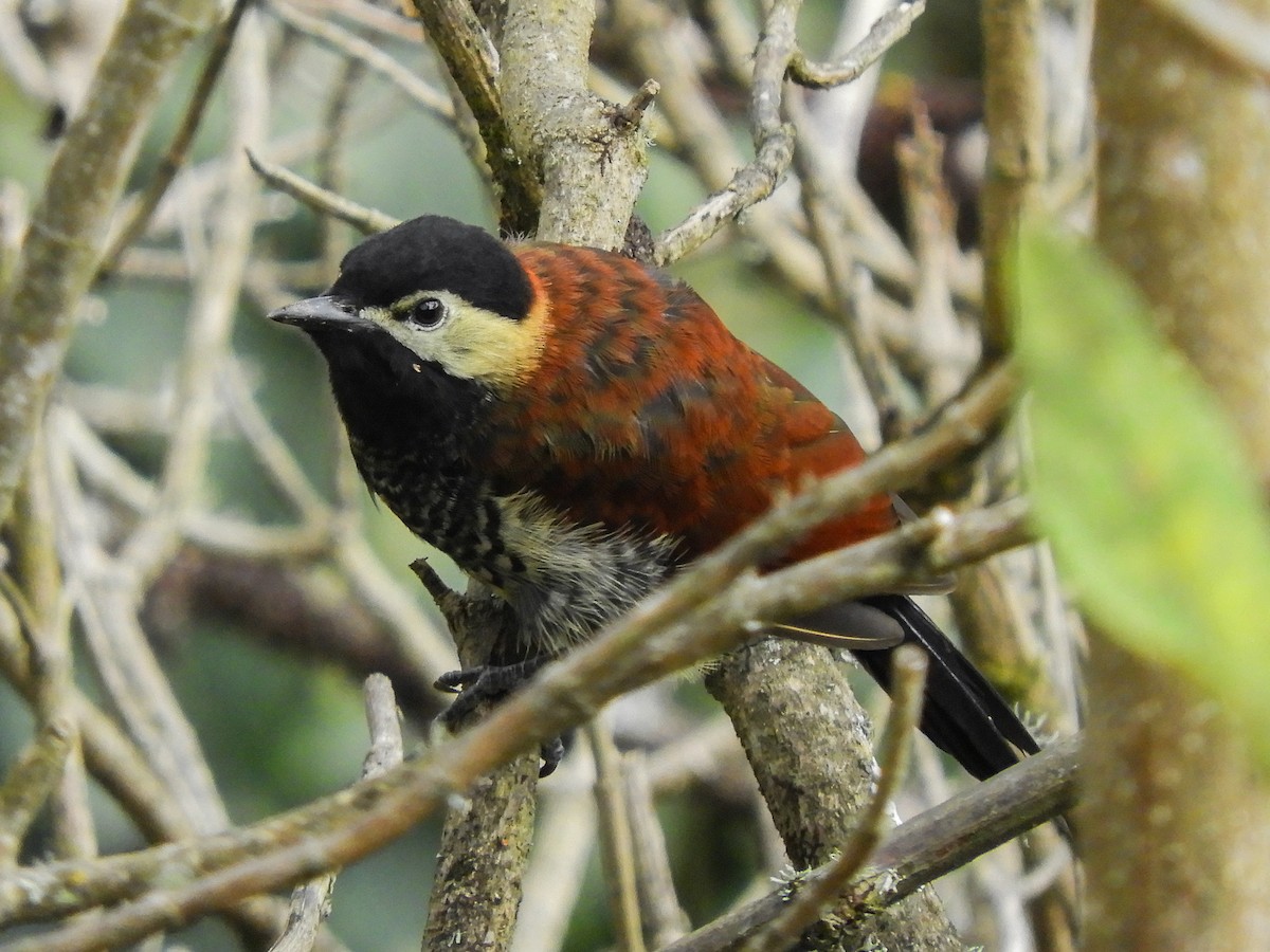 Crimson-mantled Woodpecker - ML369626281