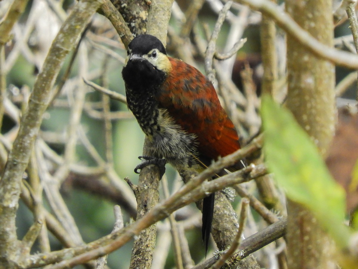 Crimson-mantled Woodpecker - ML369626291