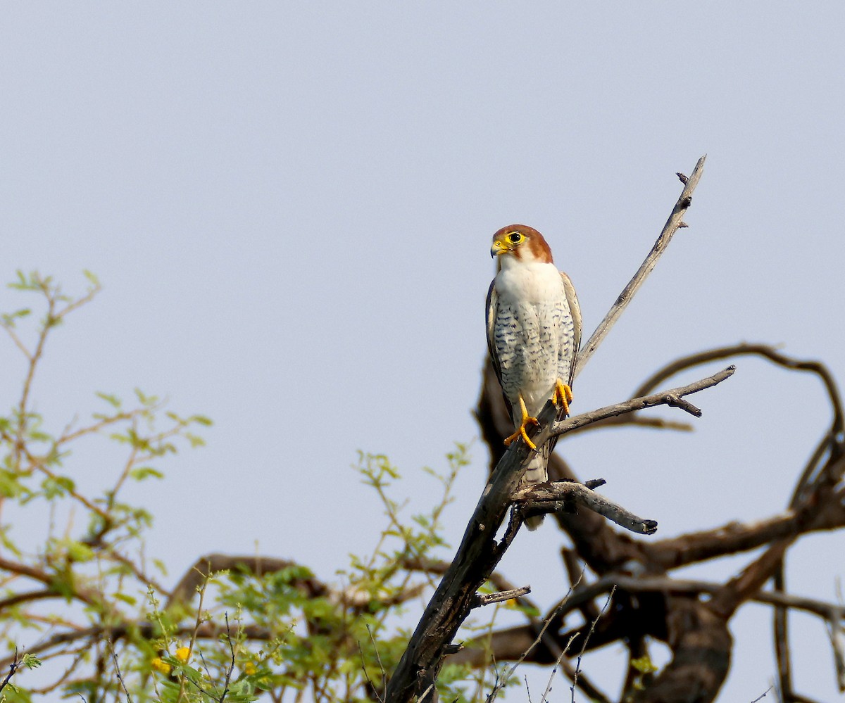 Red-necked Falcon - Sarbjit Randhawa
