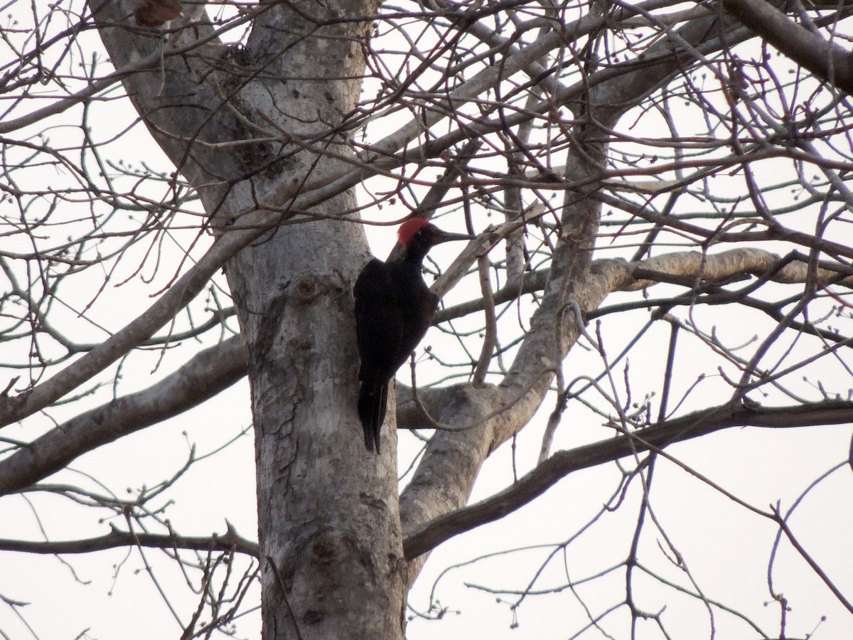 White-bellied Woodpecker - Neenad Abhang