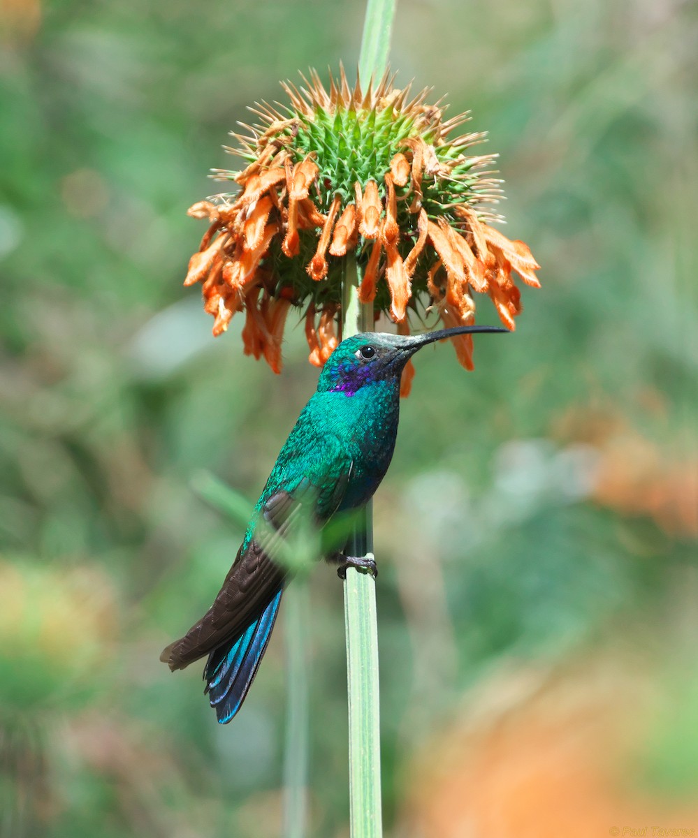 kolibřík modrolící - ML36964171