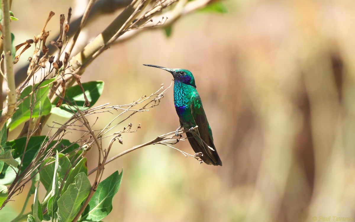 kolibřík modrolící - ML36964221