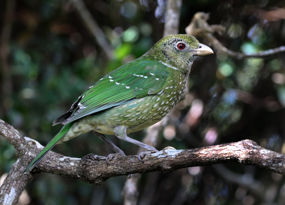 Green Catbird - Stuart Kelly