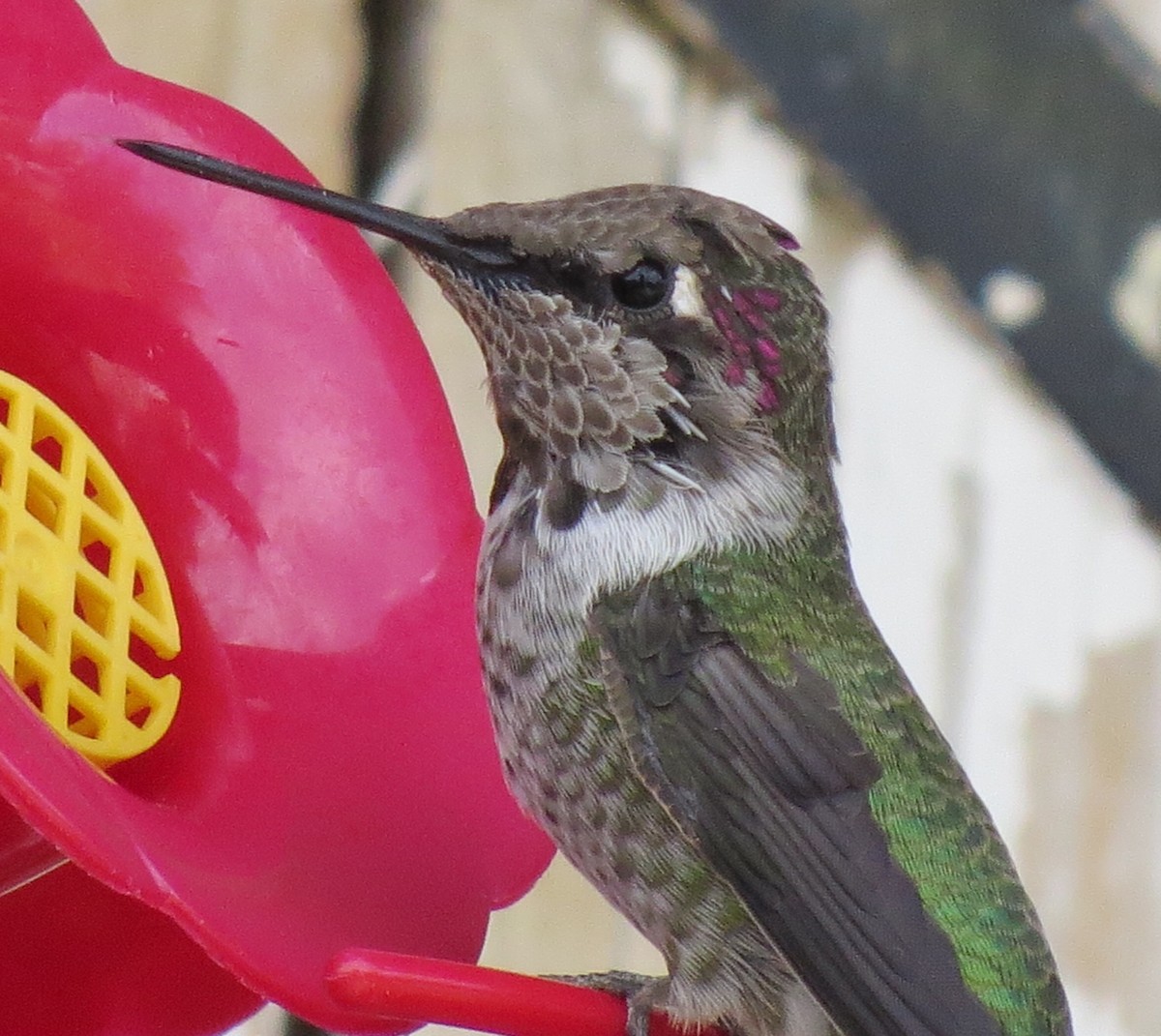 Anna's Hummingbird - ML36964841