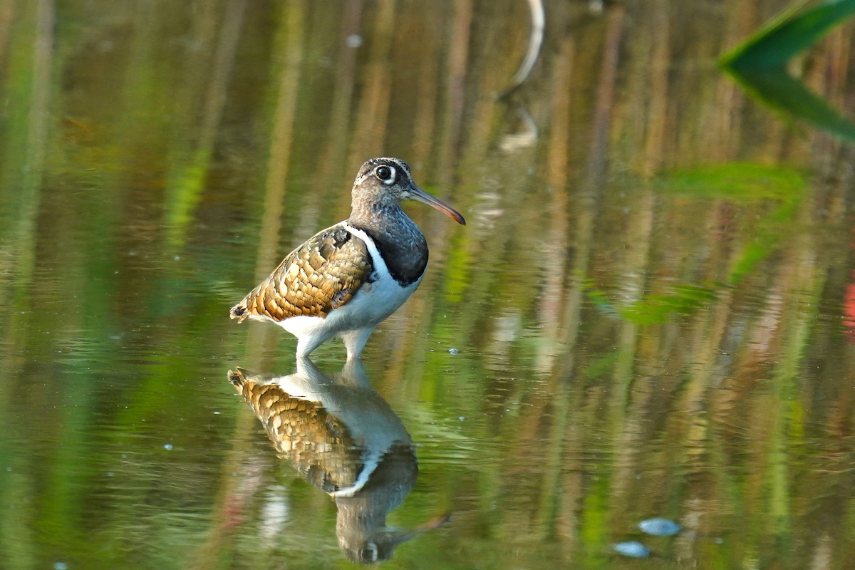 Greater Painted-Snipe - ML369652351