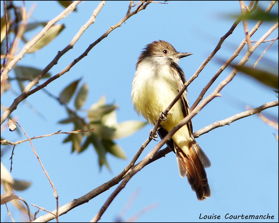 Ash-throated Flycatcher - Louise Courtemanche 🦅