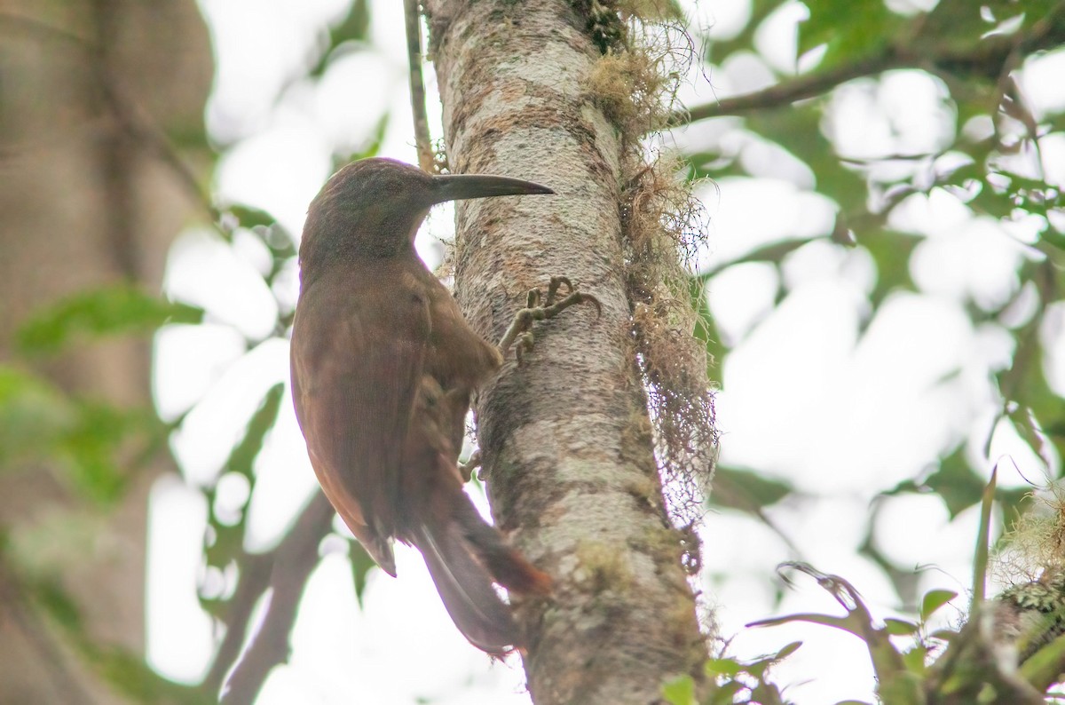 Strong-billed Woodcreeper (Andean/Northern) - ML369669821