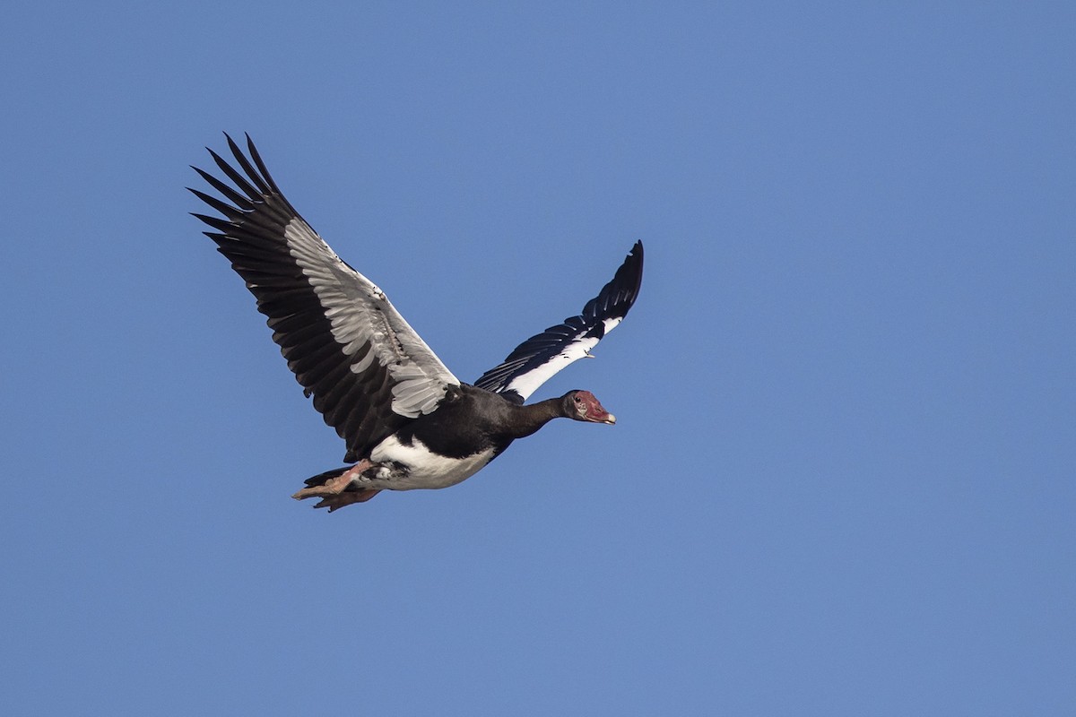 Spur-winged Goose (Southern) - Niall D Perrins