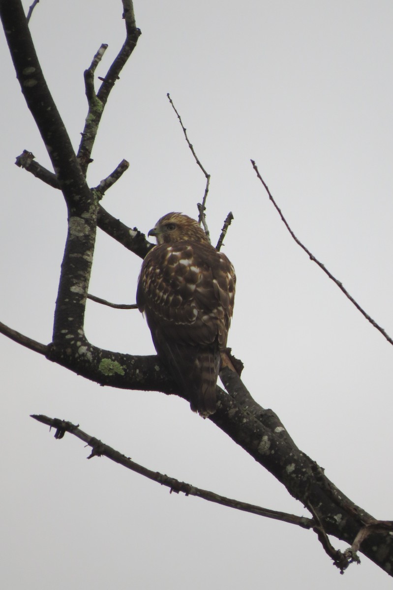 Red-shouldered Hawk - Herb Myers