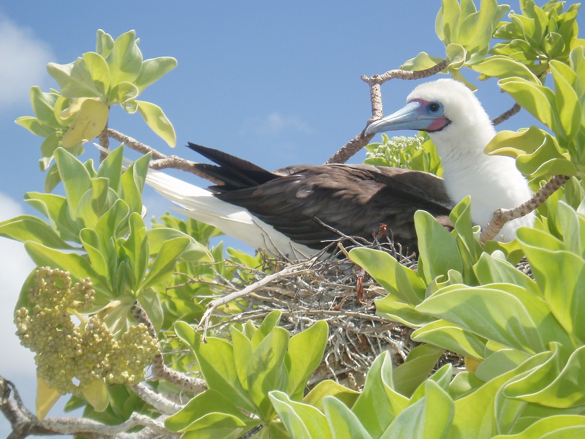 Red-footed Booby - ML36968521
