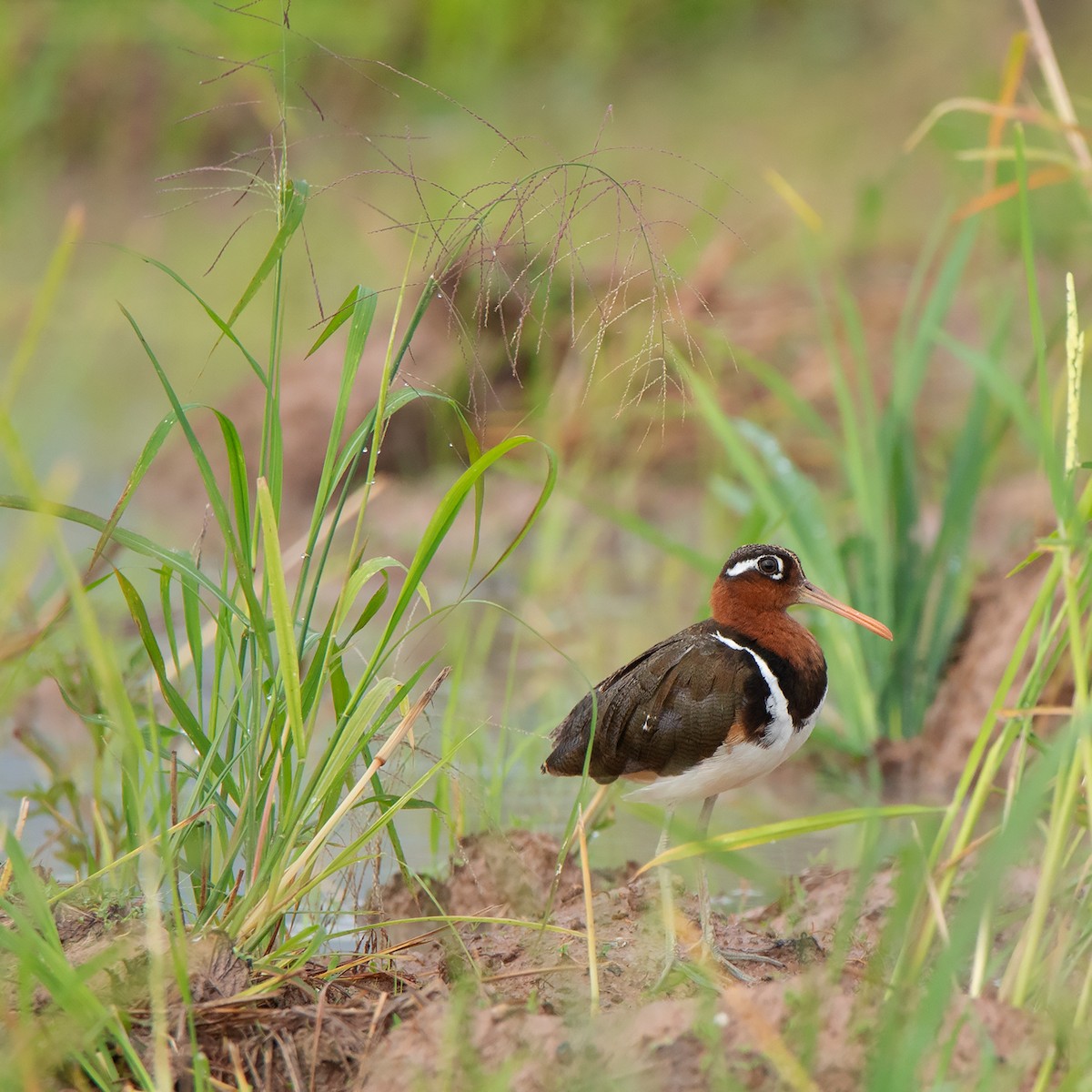 Greater Painted-Snipe - ML369686071