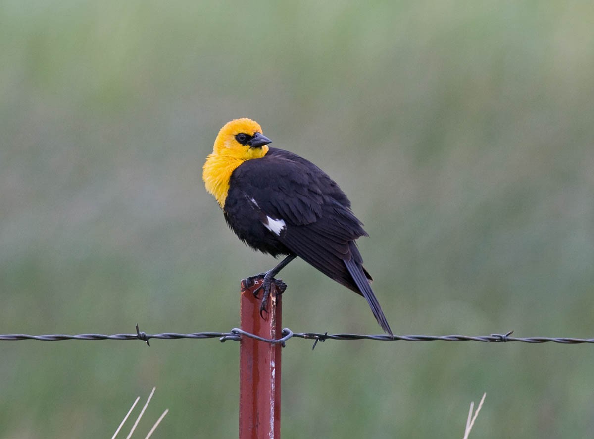 Yellow-headed Blackbird - ML36968841
