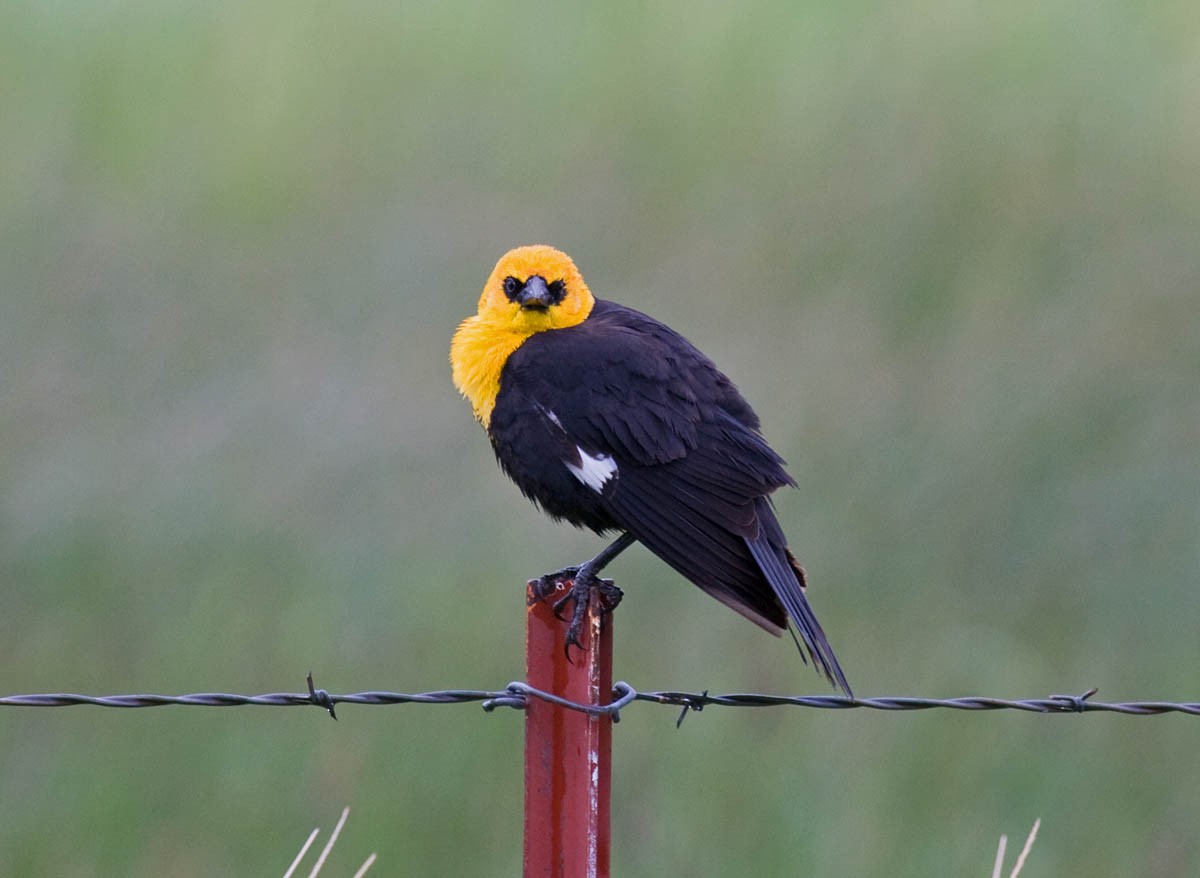 Yellow-headed Blackbird - ML36968851