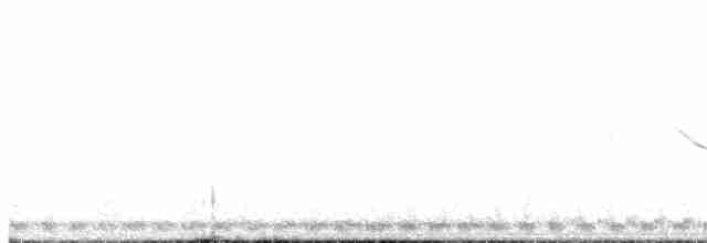 Spot-tailed Nightjar - ML369689451