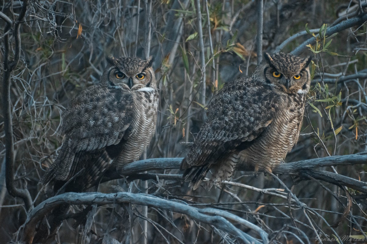 Lesser Horned Owl - Ignacio Moreau Villegas