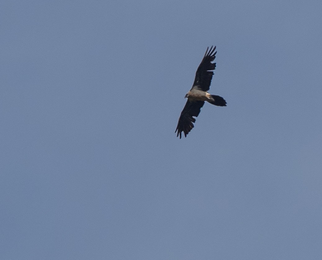 Bearded Vulture - ML369691941