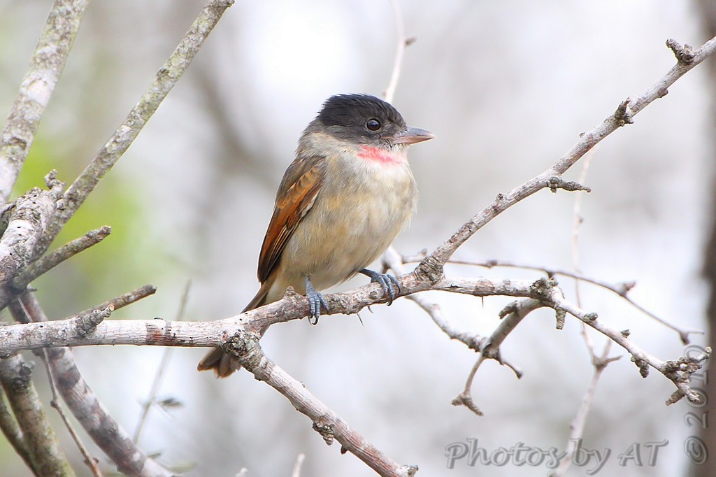 Rose-throated Becard - Allen Smith