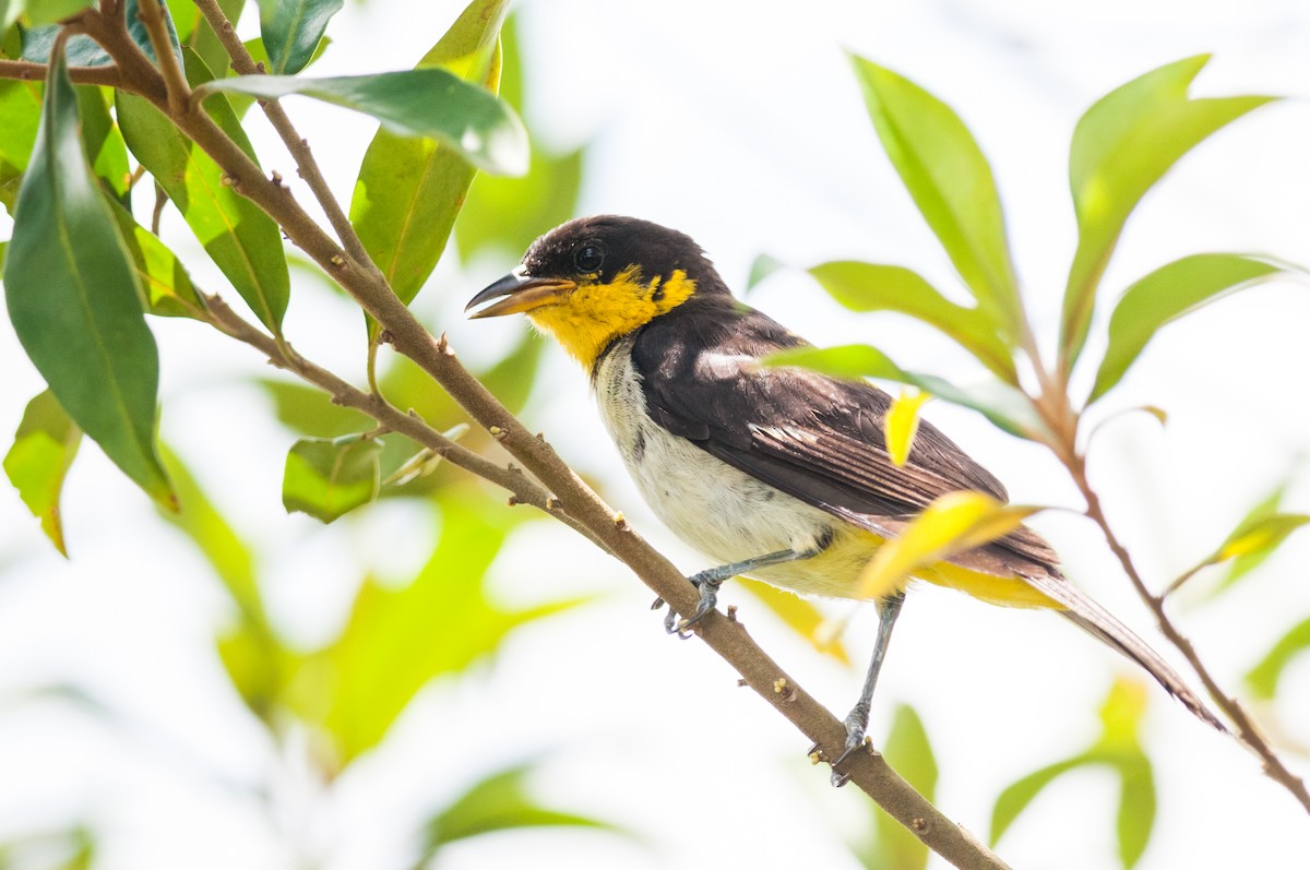 Yellow-backed Tanager - ML369701081