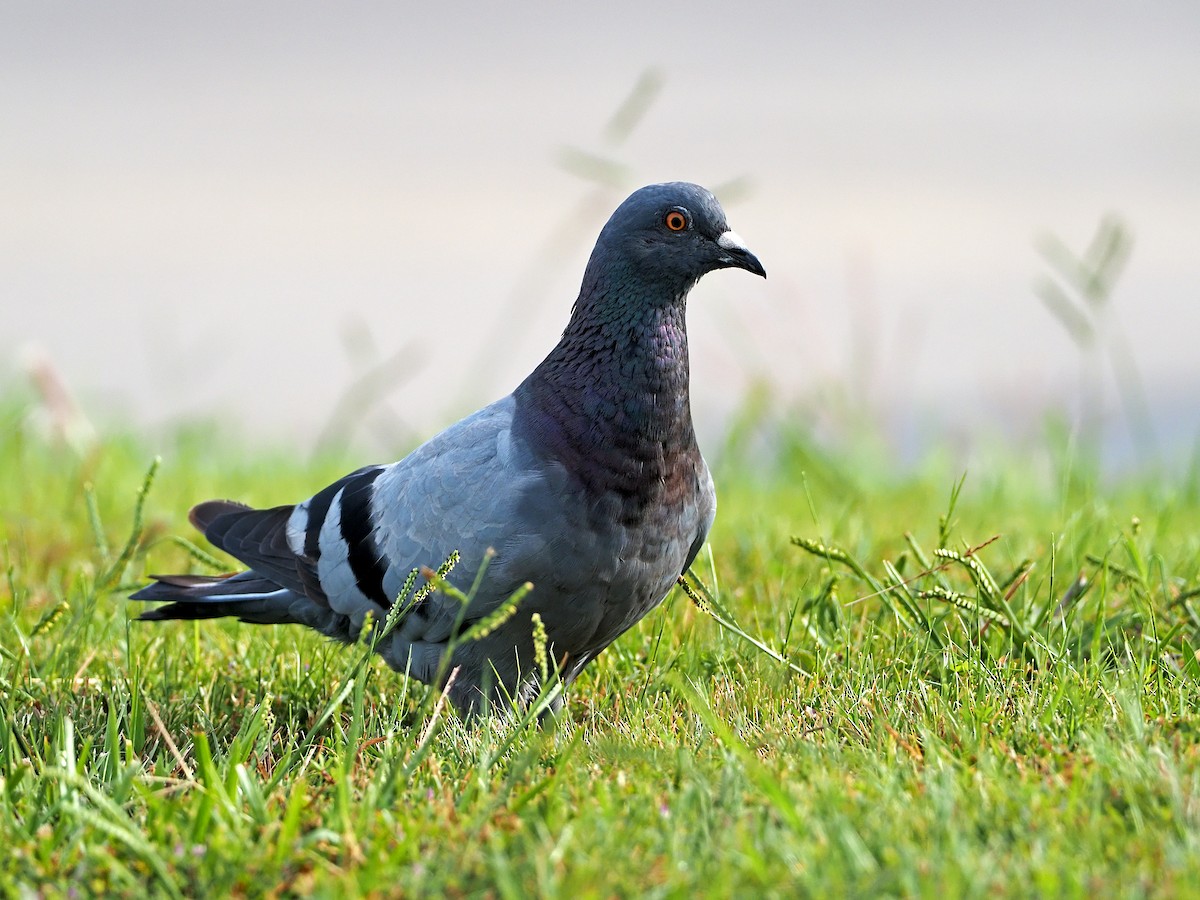 Rock Pigeon (Feral Pigeon) - ML369704171