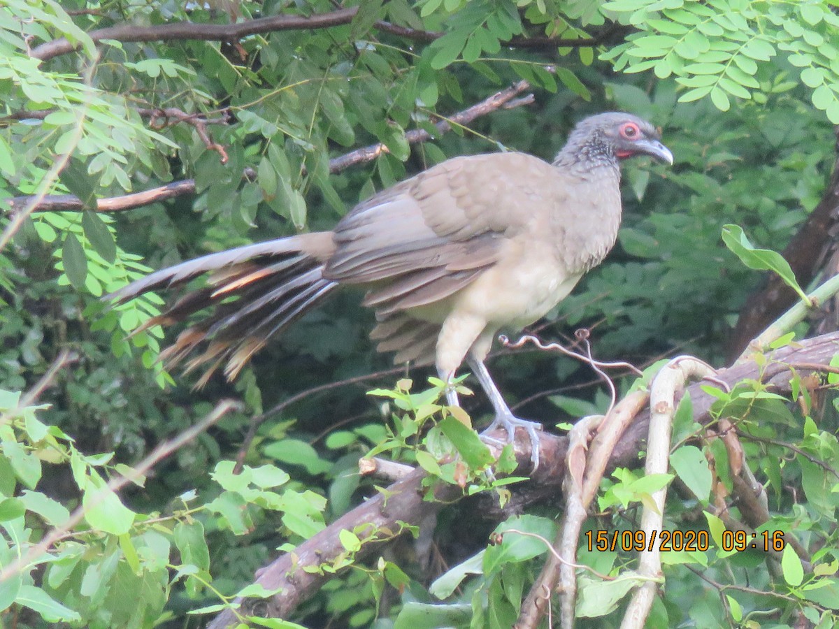 West Mexican Chachalaca - ML369713051