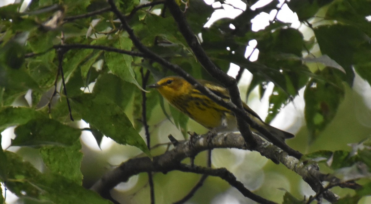 Cape May Warbler - ML369713111