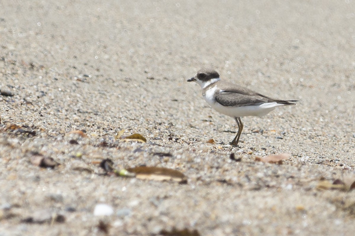 Semipalmated Plover - ML369714441