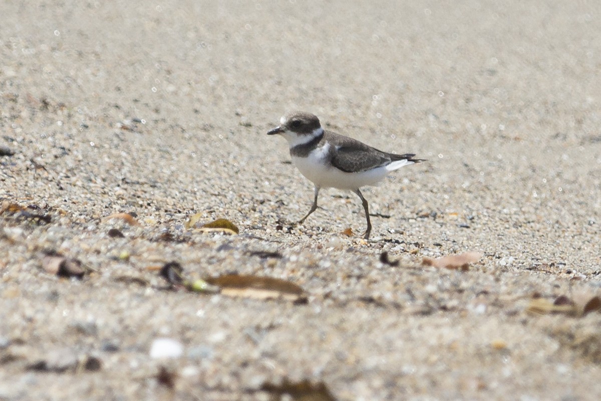 Semipalmated Plover - ML369714451