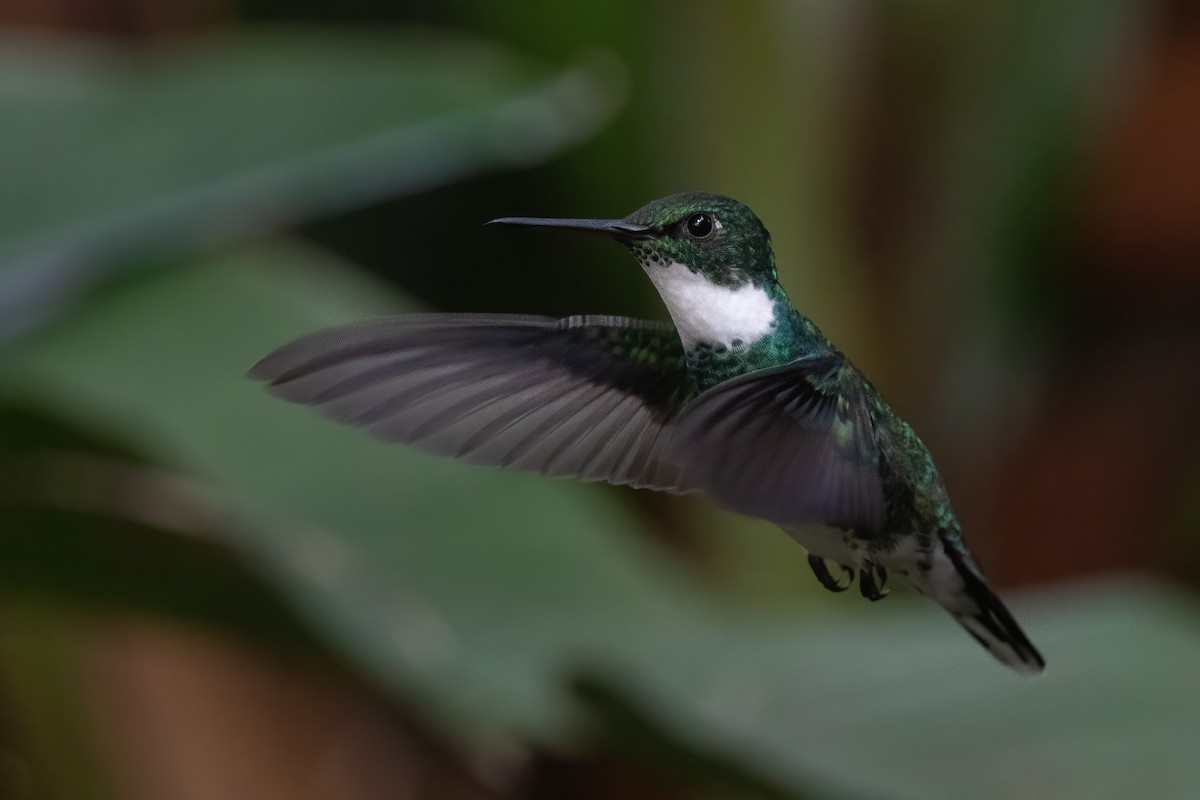 White-throated Hummingbird - Pablo Re