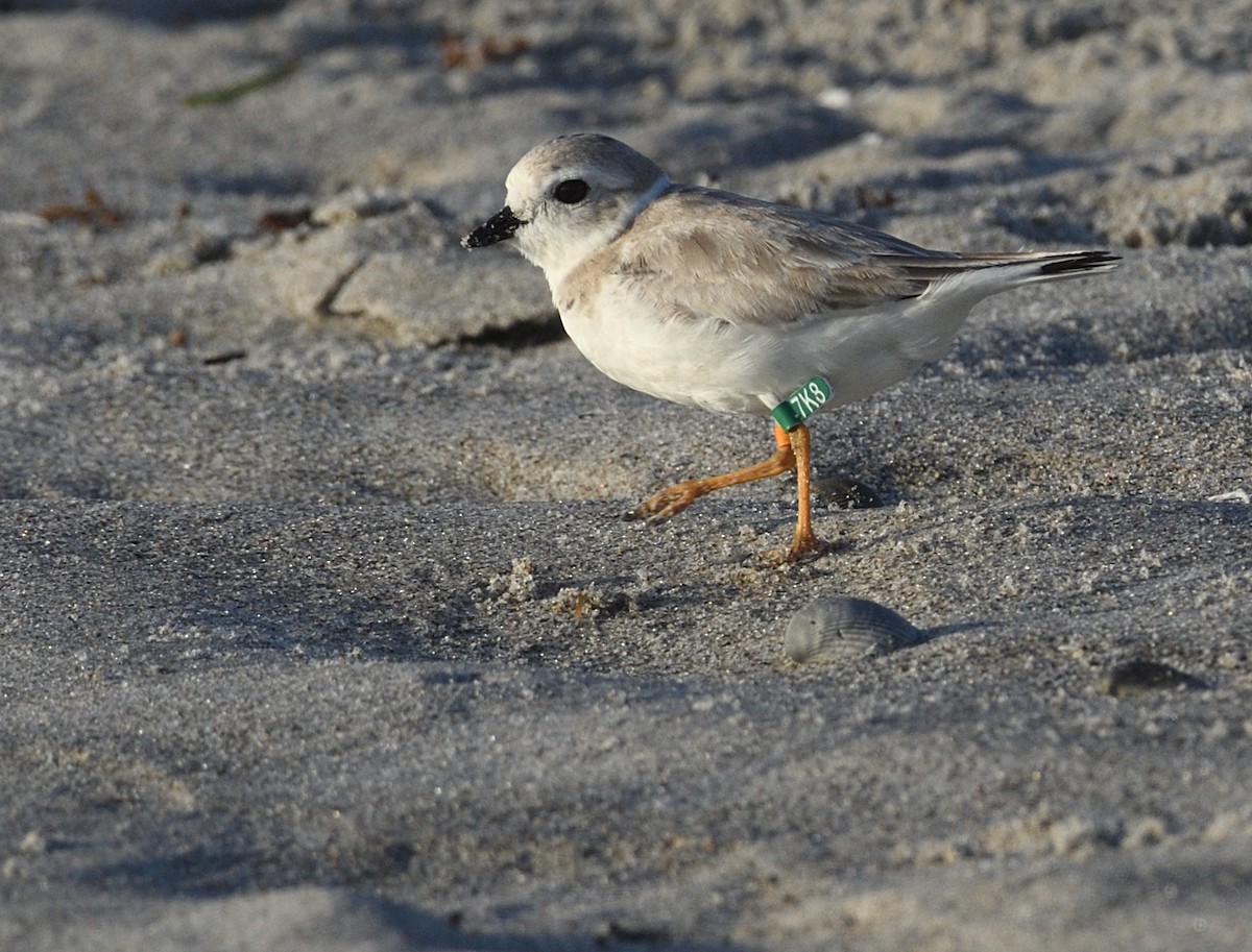 Piping Plover - ML369720971