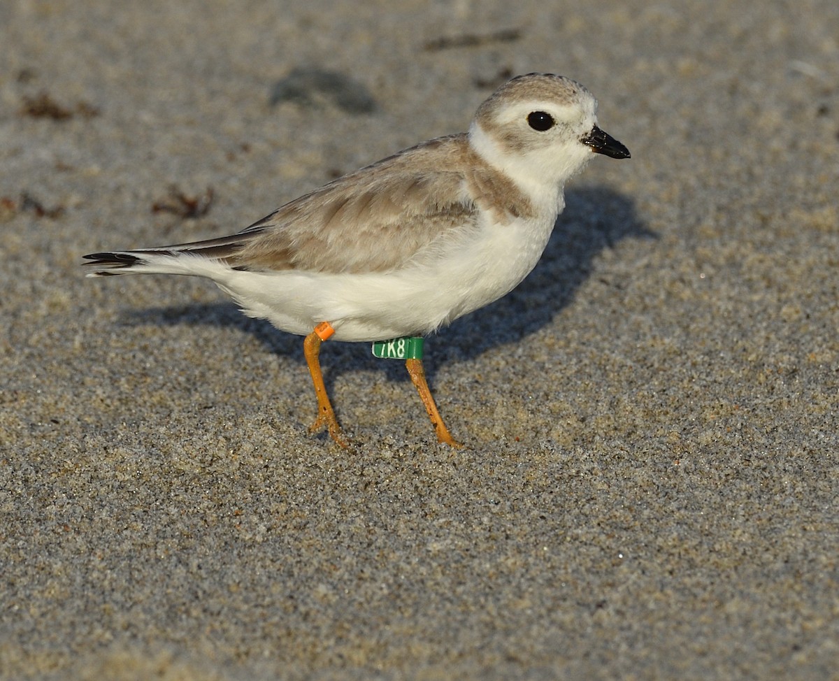 Piping Plover - ML369720981