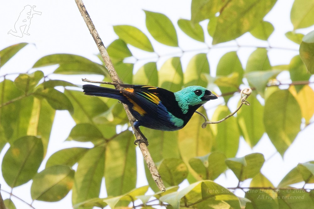 Seven-colored Tanager - ML36972531