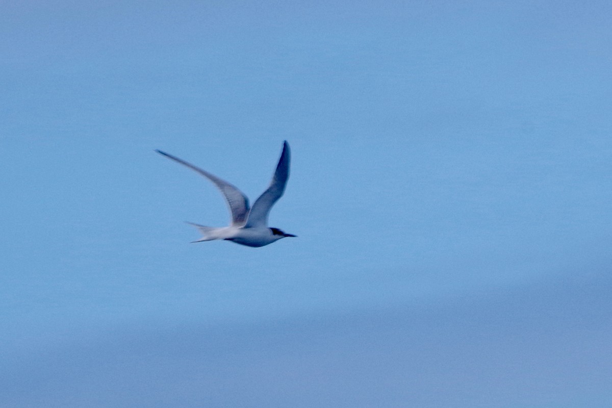 Common Tern - Alex Patia