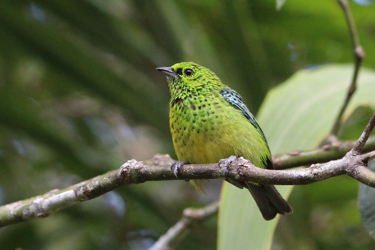 Yellow-bellied Tanager - ML36973301
