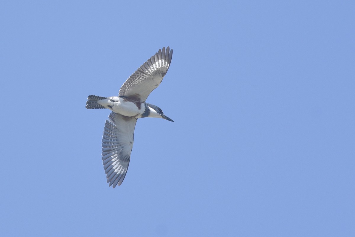 Belted Kingfisher - ML369739721
