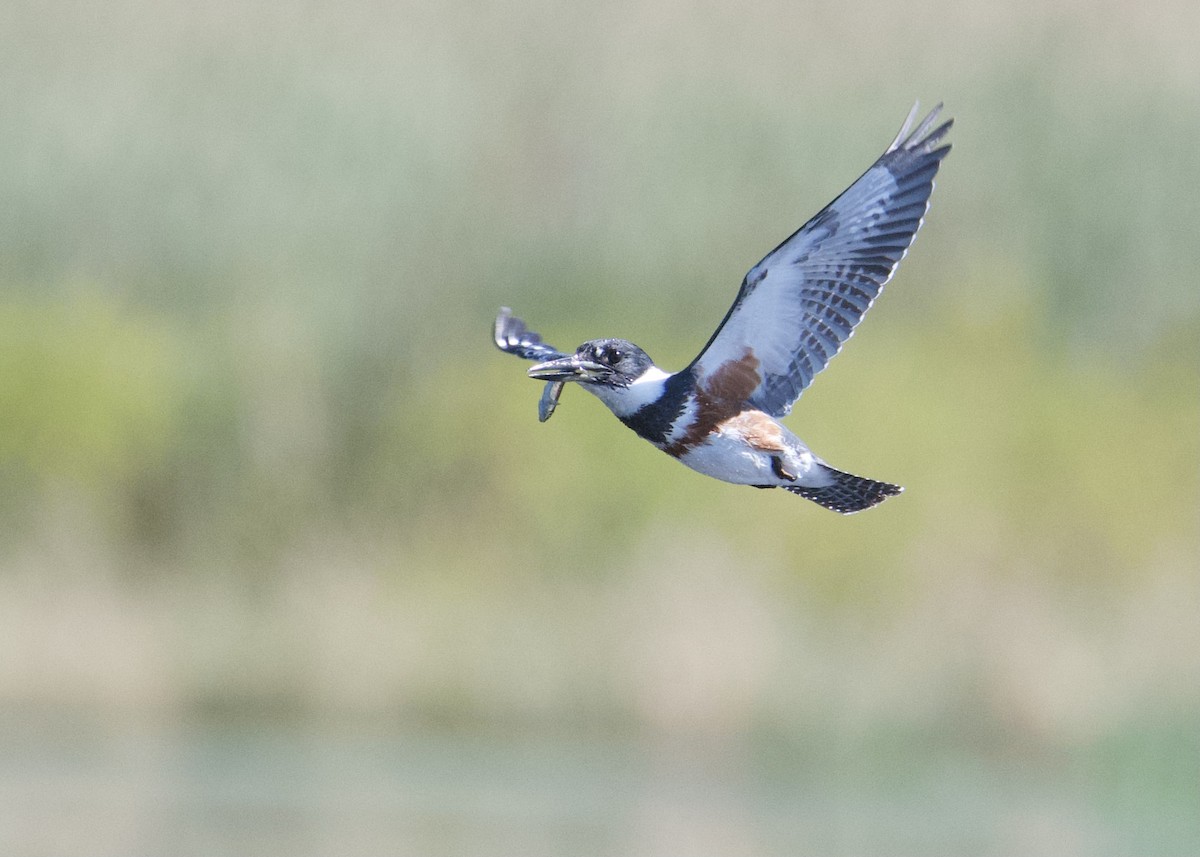 Belted Kingfisher - ML369740751