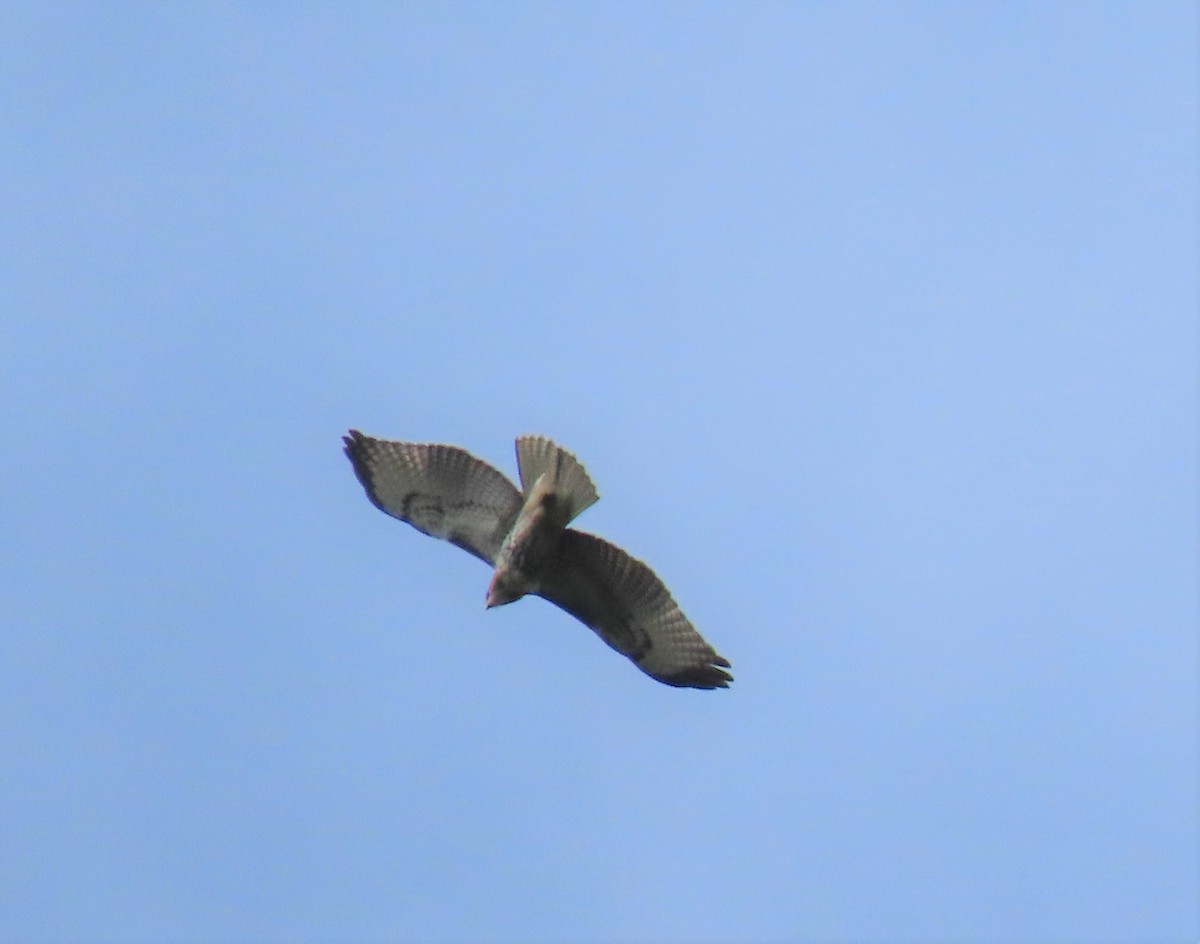 Red-tailed Hawk (kemsiesi/hadropus) - ML369741321