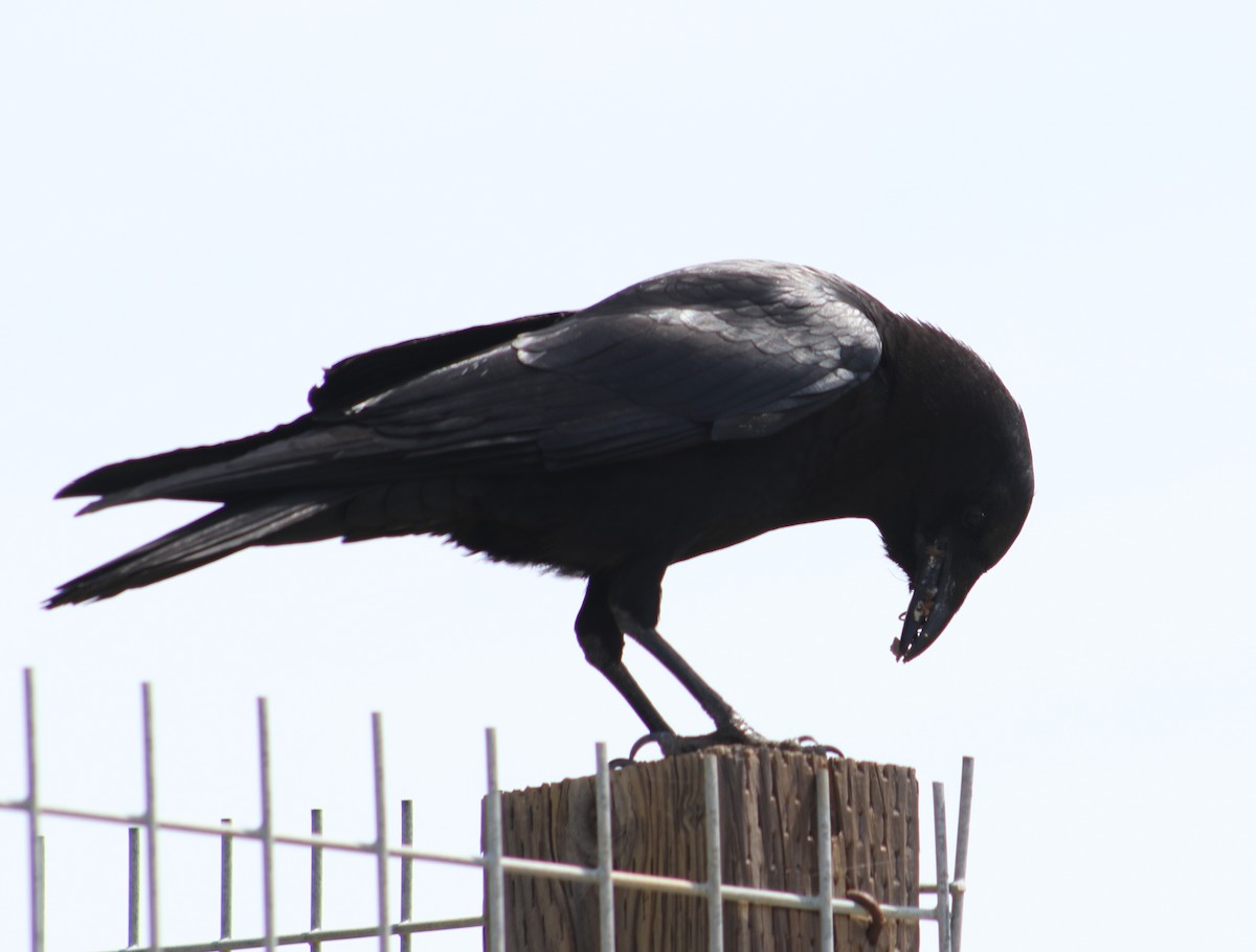 Common Raven - ML369745541