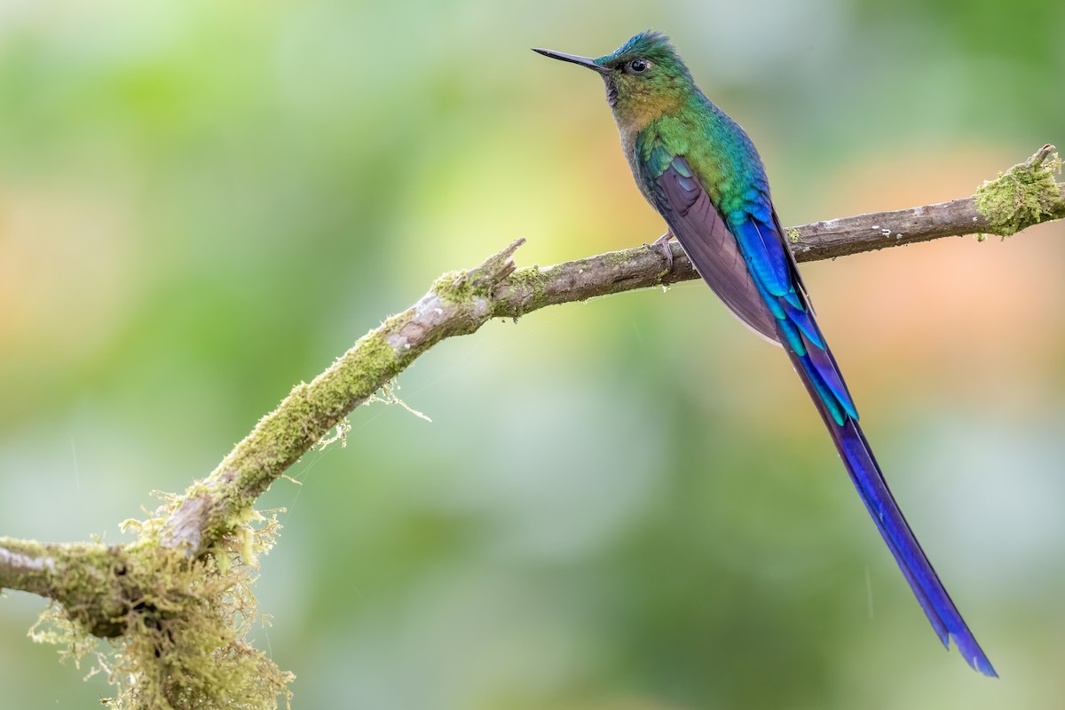 Violet-tailed Sylph - ML369746681