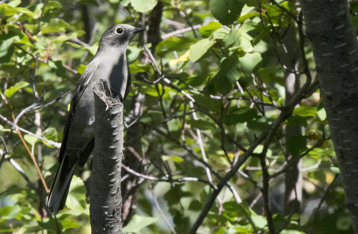 Townsend's Solitaire - ML369748891
