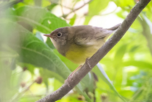 Connecticut Warbler