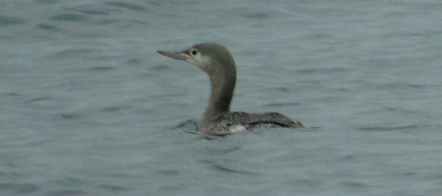 Red-throated Loon - Larry Neily