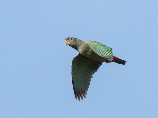 Birding Argentina – Araucaria Provintial Park, Cruce del Calballero