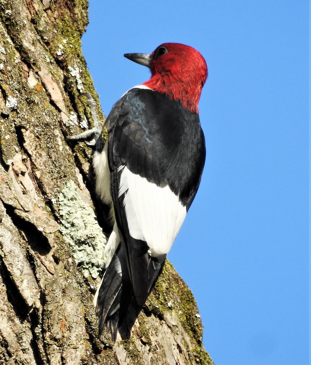 Red-headed Woodpecker - ML369759921